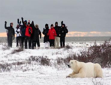 خرس های قطبی چرچیل کانادا